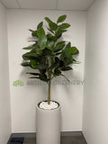WA Psychiatry & ADHD Clinic (Karrinyup WA) - Artificial Plants for Planters | ARTISTIC GREENERY