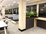 Murdoch University Library - Artificial Plants for Built-in Cabinets