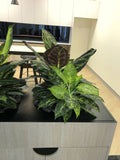 Valmont - Artificial Plants (mixed styles) for Filing Cabinets