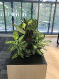 Valmont - Artificial Plants (mixed styles) for Filing Cabinets