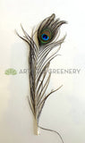 ACC0044P Peacock Feather 20-30cm