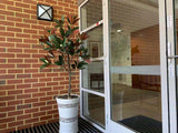 Acacia Living - Menora Gardens Aged Care Village  - Plants & Flower Arrangemenets | ARTISTIC GREENERY