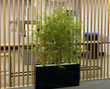 For Hire - Artificial Bamboo Plants in Planter Box (Code: HI0041)