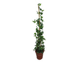 CP-1 Climbing Plant - Jade Pothos 120-150cm