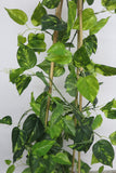 CP-2 Climbing Plant - Golden Pothos 120-150cm