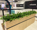 Caffissimo Cafe Kiosk Whitford  - Small Greenery for Built-in Planters / Booths | ARTISTIC GREENERY Commerical Fitout with Artificial Plants WA