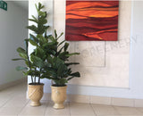 Apartment Common Area - Fiddle Leaf Fig - Catalina @ Crawley