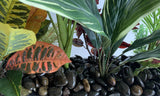 Broome Boulevard Shopping Centre (Colliers) - Pre-installed Artificial Plants for Planter Boxes | ARTISTIC GREENERY