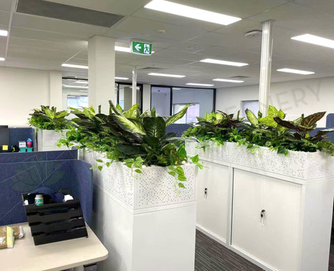 Department of Fire and Emergency Services (DFES) O'Connor - Artificial Plants for Tambour Units | ARTISTIC GREENERY