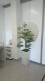 Imaging Central (Clinic) - Plants for Waiting Area & Consultation Rooms