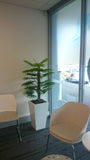 Imaging Central (Clinic) - Plants for Waiting Area & Consultation Rooms