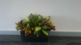 Imaging Central (Clinic) - Plants for Waiting Area & Consultation Rooms