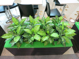 Expresso Pump Cafe - Silk Dieff Plants for Planter Boxes