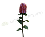 F-ASB-CB01 Coccinea Banksia 64cm Red