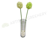F0031 Allium Single Stem 80cm