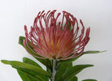 F0067 Protea Pincushion Single Stem 80cm 5 Colours Artistic Greenery