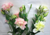 F0087 Lisianthus Spray 80cm 5 Colours Artistic Greenery