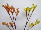 F0104 Kangaroo Paw Spray 75cm - 4 Styles