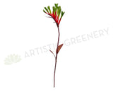 F0104 Kangaroo Paw Spray 65cm Red with Green Tip