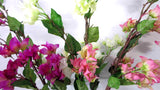F0123 Bougainvillea zoom