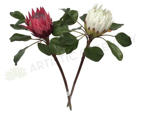 F0160 Giant King Protea Single Stem 80cmcm White / Dark Pink