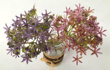 F0167 Star Laceflower 32cm Purple / Pink