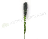 F0182 Liatris / Gayfeather / Blazing Stars Single Stem 79cm Purple / Pink