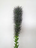 F0182 Liatris / Gayfeather / Blazing Stars Single Stem 79cm Purple / Pink