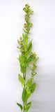 F0186 Flowering Sage Spray 90cm Lime Green