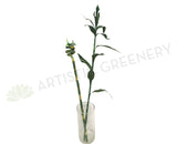F0190A Lucky Bamboo Leaves 90cm & F0190B Spiral Lucky Bamboo 74cm