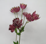 F0193 Astrantia Spray 54cm Plum