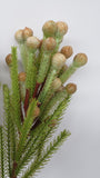 F0204 & F0205 Safari Pine Pick with Seeds /  Brunia 53-60cm 3 Styles