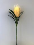 F0218 Banksia Cream
