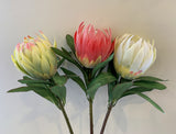 F0278 Protea Obtusifolia 75cm 3 Light Green / Red / White