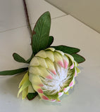 Ligth Green - F0278 Protea Obtusifolia 75cm
