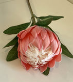 Red - F0278 Protea Obtusifolia 75cm