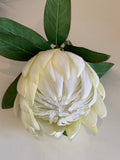 White - F0278 Protea Obtusifolia 75cm