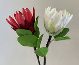 F0302 Protea Stem 65cm Red / White