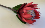 F0302 Protea Stem 65cm Red / White