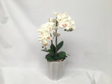 FA1028 - White Orchid Floral Arrangement