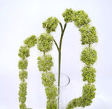 HP0047 Amaranthus / Amaranth 99cm Light Green