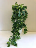 HP0067V Variegated Devil's Ivy