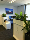 Farstad Shipping - Dieffenbachia Plants for Tambour Units