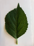 ACC0079 Single Leaf for DIY Buttonhole / Craft Project