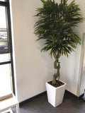 SKG Radiology Bunbury - Artificial Trees in Pots