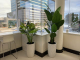 Essense of Australia (Osborne Park) - Mixture of Artificial Trees in Pots