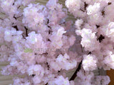 T0139 Blossom Tree 240cm Light Pink