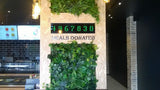 Zambrero Mexican Restaurant - Vertical Garden / Greenery Wall