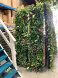 Shingle Inn Belmont - Custom-Design Greenery Wall & Hanging Pot Plants | ARTISTIC GREENERY