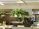 Montereys Brasserie (Pan Pacific Hotel Perth) - Mixed Artificial Plants for Hanging Baskets